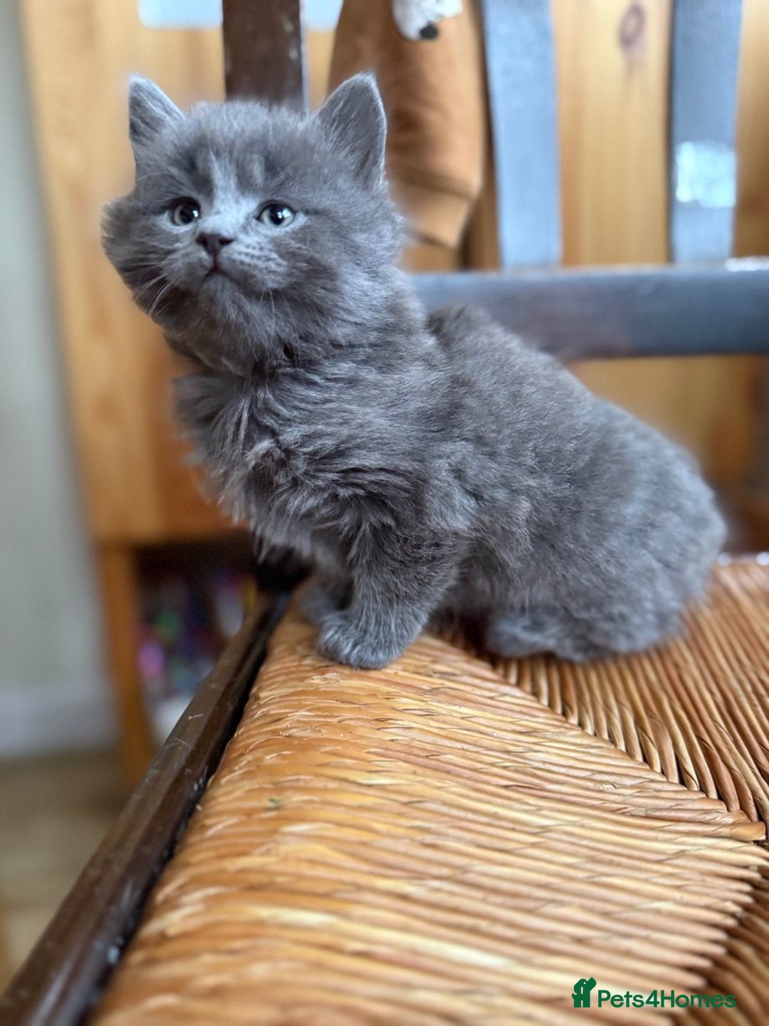 Mixed Breed cats for sale: Tabby - Image 8