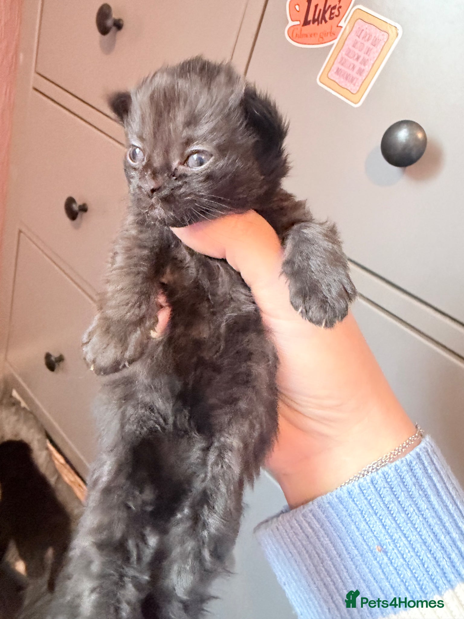 Mixed Breed cats British shorthair and Persian cross kittens - Advert 2