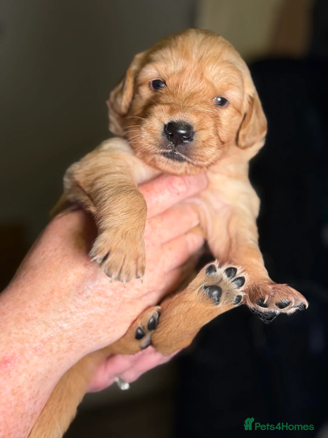 Golden Retriever dogs for sale: Beautiful KC Reg Golden Retrievers - Advert 13