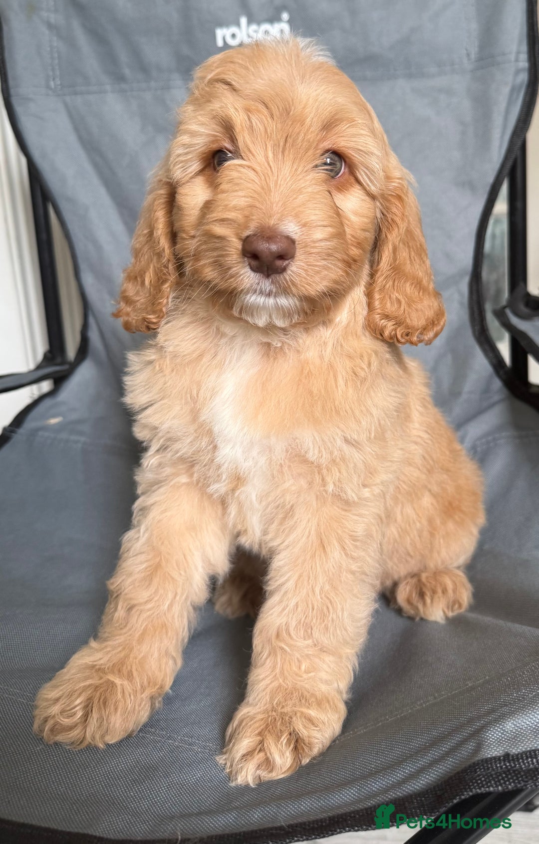 Cockapoo dogs for sale: F2 cockapoo puppies 🐶 ❤️ - Image 23