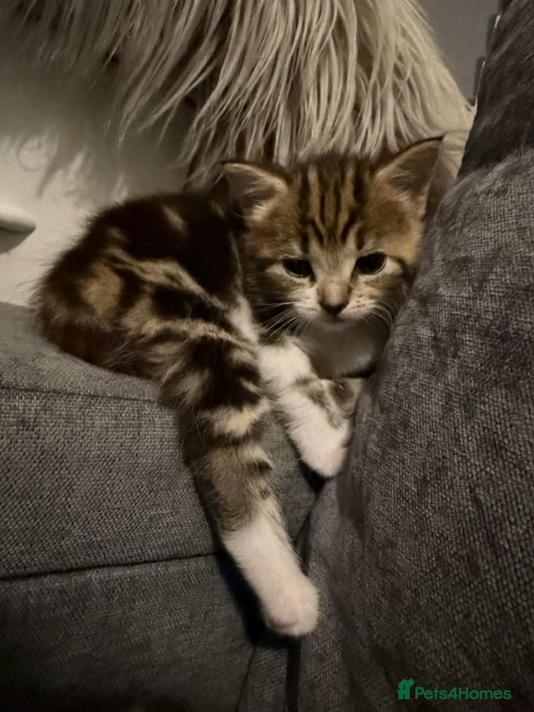 Mixed Breed cats for sale: Long hair kittens - Advert 6