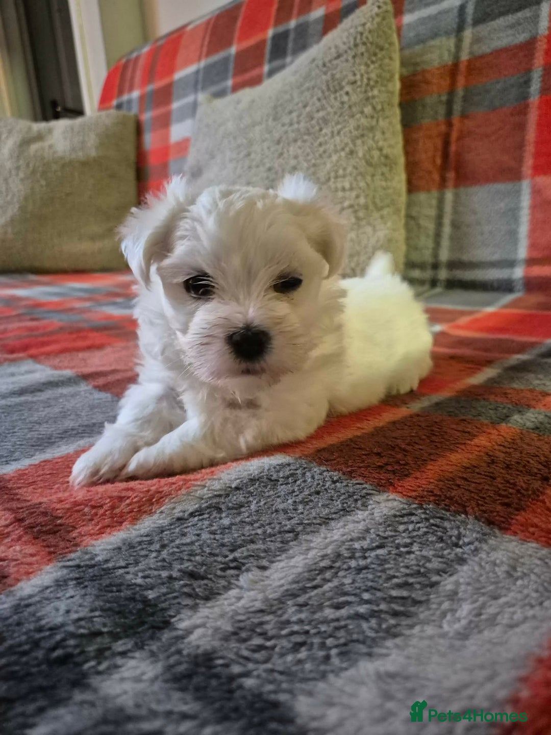 Bichon Frise dogs for sale: Bichon Frise - Advert 5