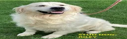 Golden Retriever dogs for sale: KC Reg'd Golden Retriever Puppies - Born 11/10/26 - Advert 16