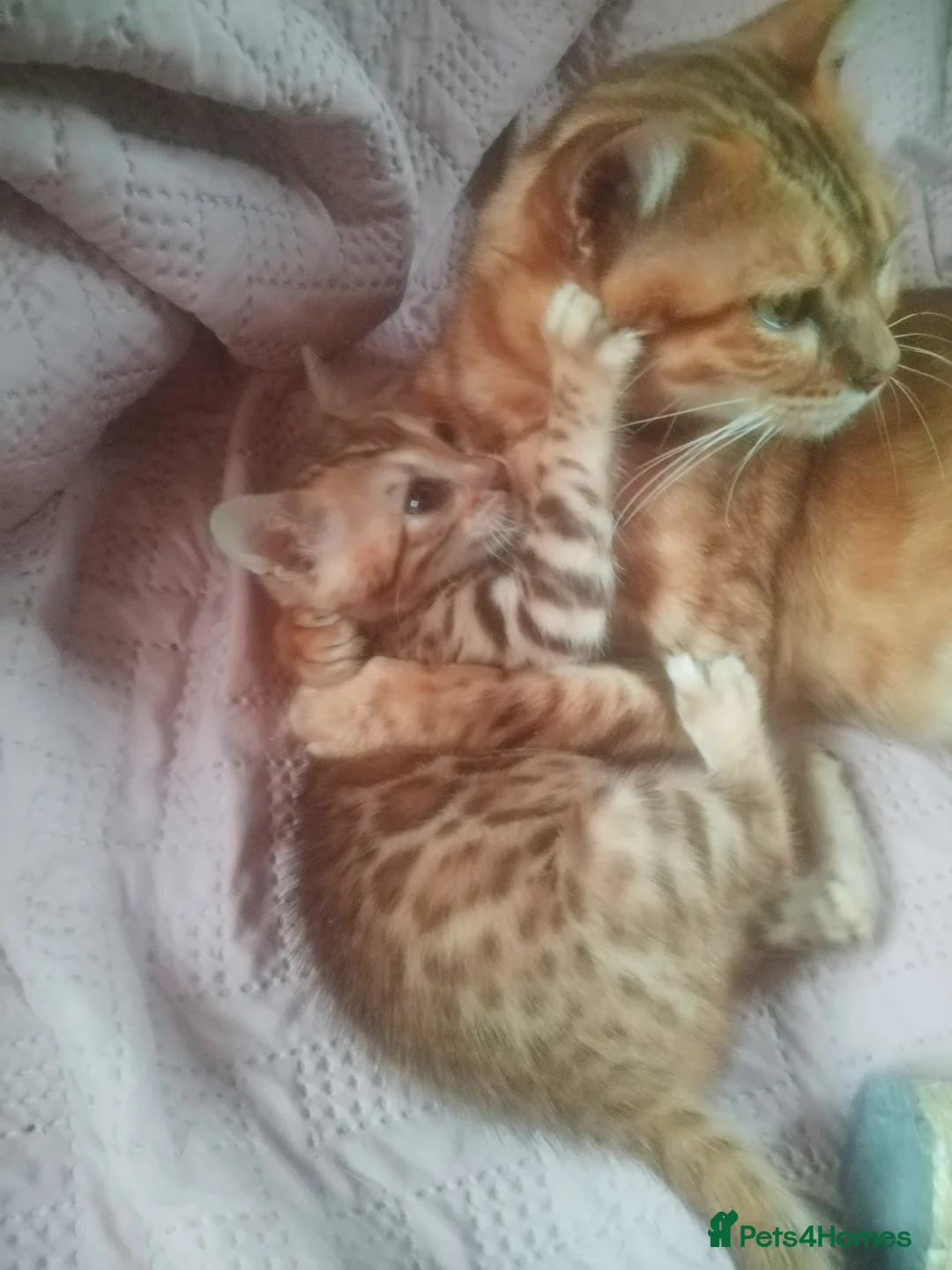 Bengal cats for sale: Bengal kitty Dolly ready for new home 😺❤️🐾   - Advert 2