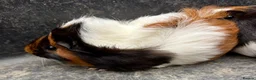 Guinea Pig rodents for sale: Guinea pigs for sale - Advert 3