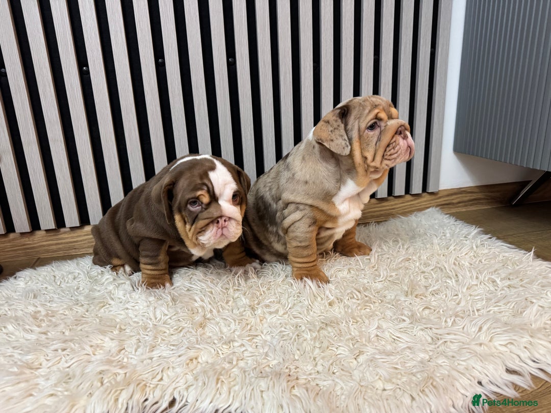 English Bulldog dogs for sale: Our girls looking for a warm sofa and full love ❤️ - Advert 21