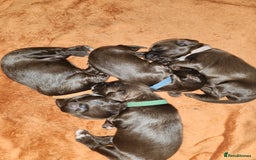 Cocker Spaniel dogs for sale: Cocker Spaniel Puppies (Leave December 1st🎄🐕💖) - Image 18