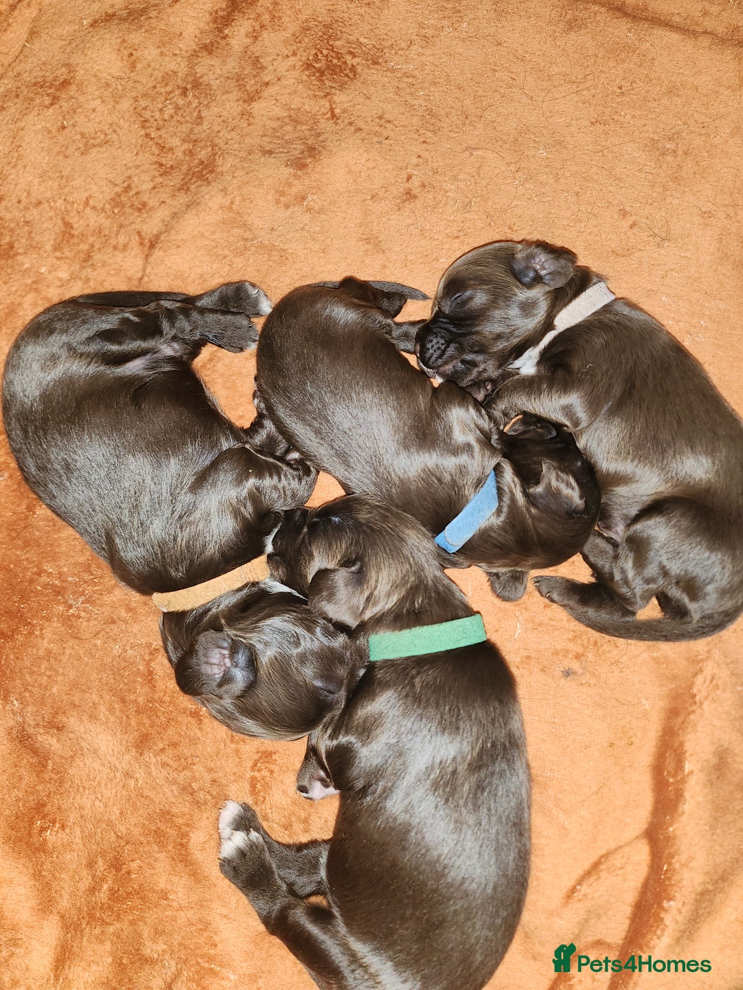 Cocker Spaniel dogs for sale: Cocker Spaniel Puppies (Leave December 1st🎄🐕💖) - Image 18