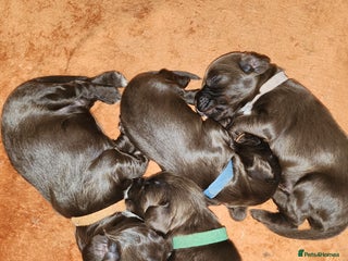 Cocker Spaniel dogs - Advert 11