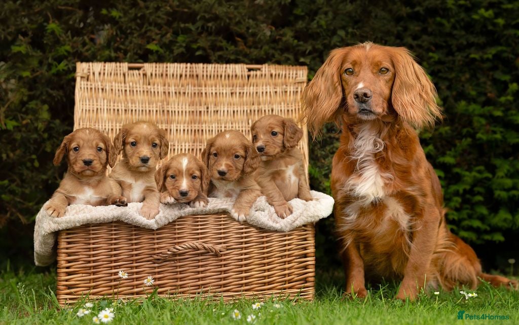 Cocker Spaniel dogs Stunning red working cocker puppies - Advert 1
