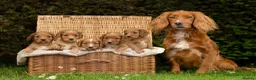 Cocker Spaniel dogs for sale: Stunning red working cocker puppies - Advert 1