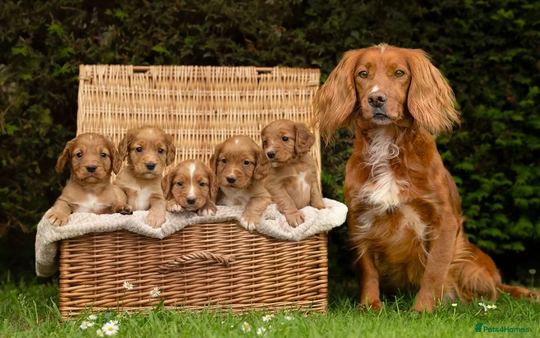 Cocker Spaniel dogs for sale: Stunning red working cocker puppies - Advert 1