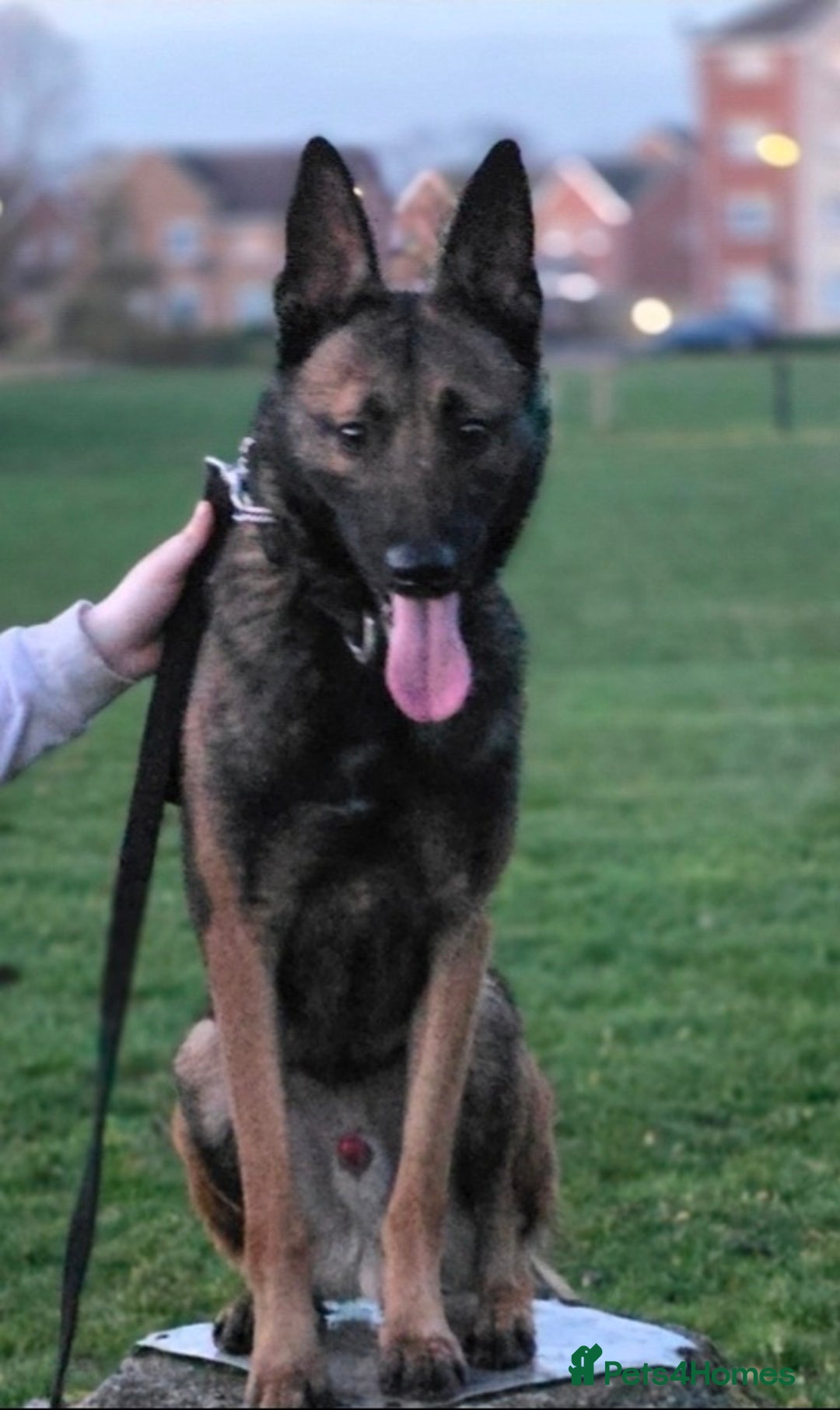 Belgian Shepherd Dog dogs for stud: 🔥🔥The infamous LampaK9 KHAOS 🔥🔥 - Advert 4