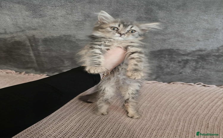Maine Coon cats - Advert 9