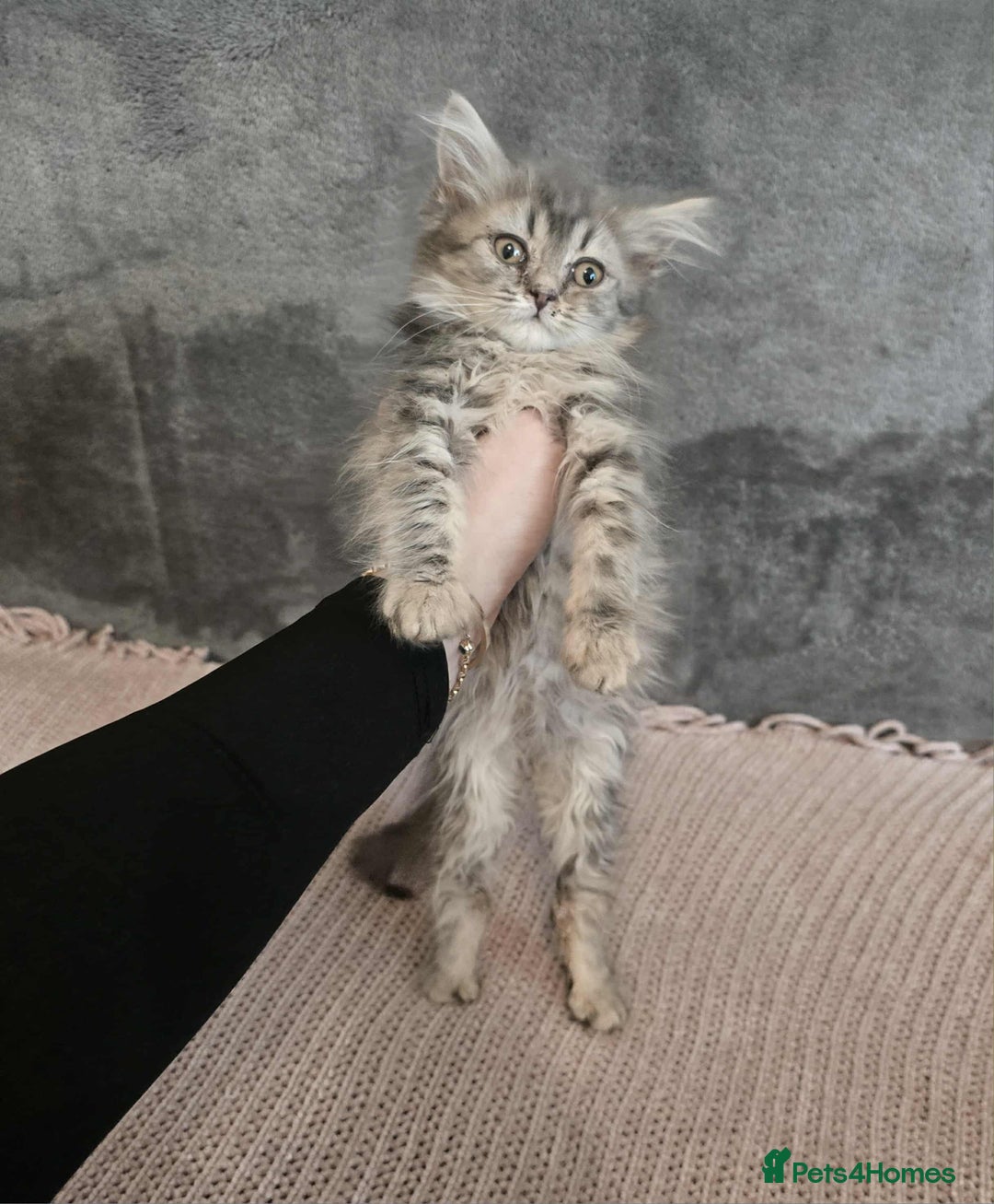 Maine Coon cats for sale: Maine coon kitten - Image 1