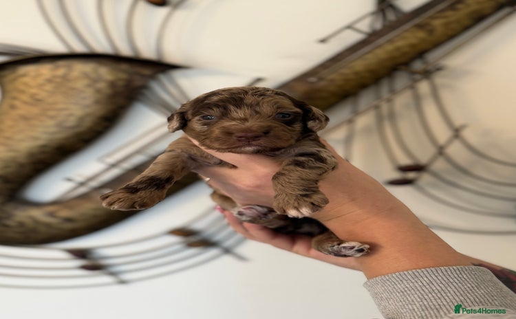 Cockapoo dogs - Advert 5
