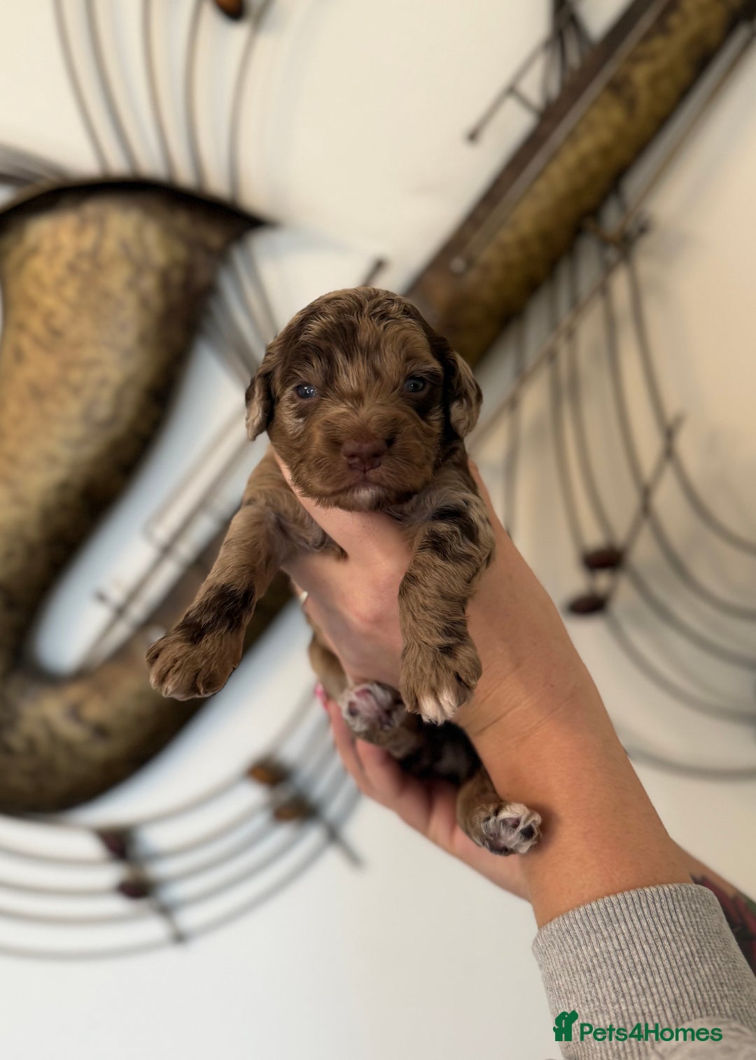 Cockapoo dogs for sale: Beautiful F2 cockapoo puppies  - Image 2