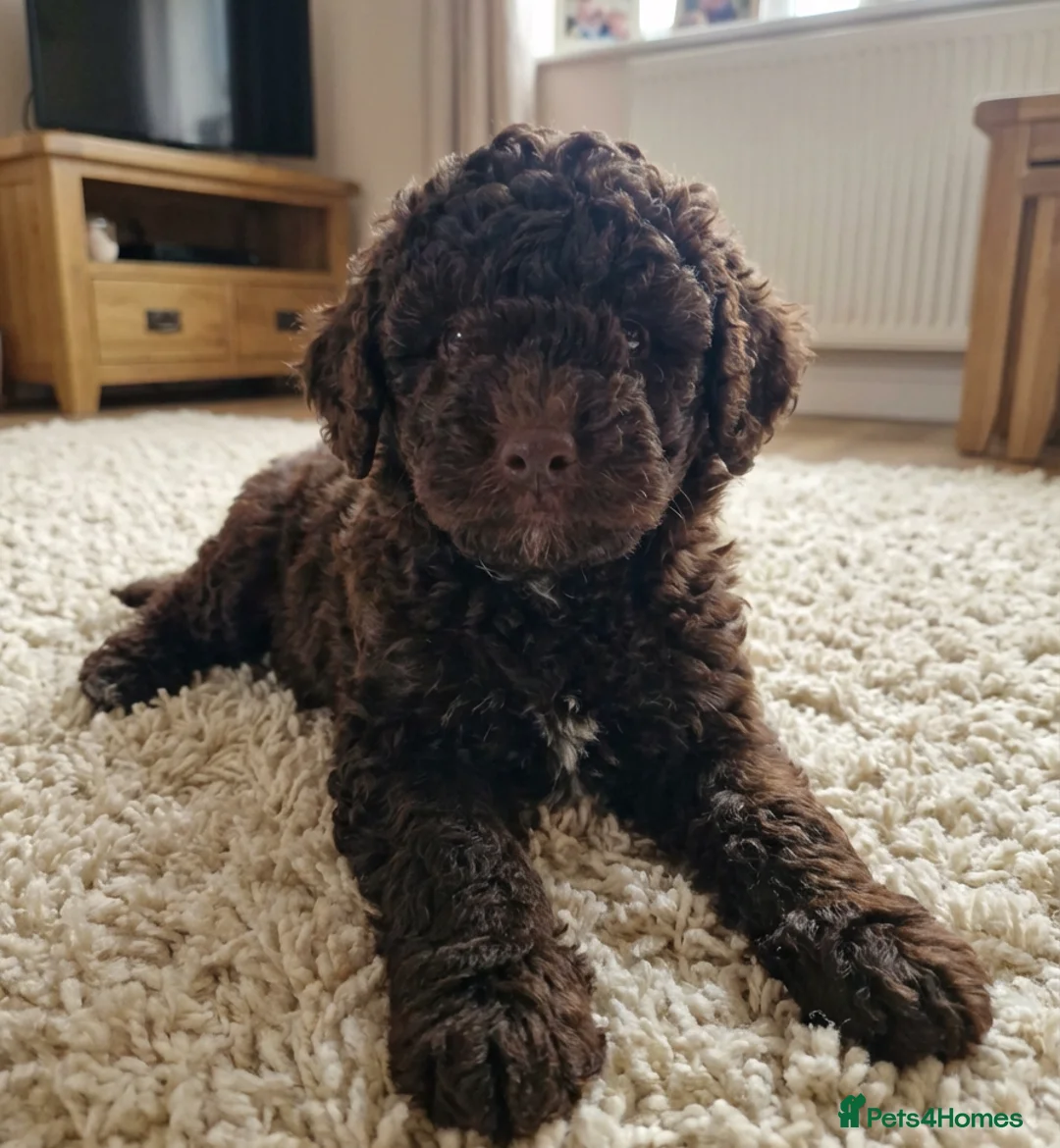 Toy Poodle dogs for sale: *1 PUP LEFT* KC reg Chocolate Toy poodle puppies - Advert 10