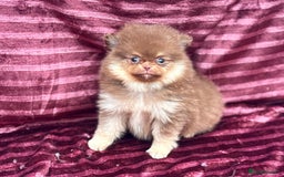 Pomeranian dogs for sale: Pom puppies ready now x - Image 2
