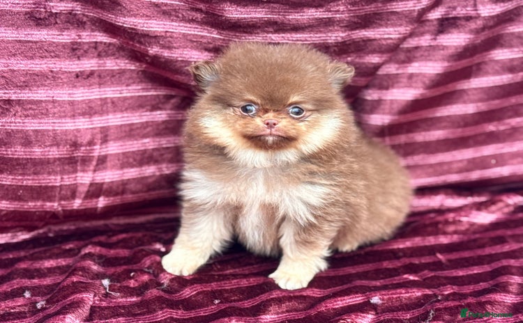 Pomeranian dogs - Advert 5