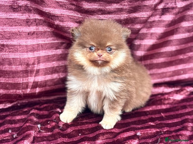 Pomeranian dogs - Advert 2