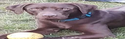 Labrador Retriever dogs for sale:  Fully vaccinated chocolate male lab pup ready now - Advert 12
