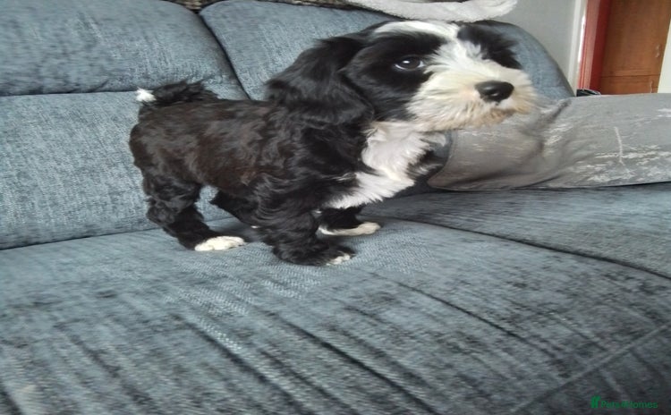 Tibetan Terrier dogs - Advert 1