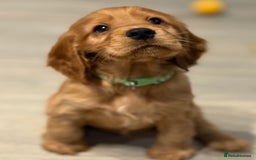 Cocker Spaniel dogs for sale: Show Type Cocker Spaniels - Image 9