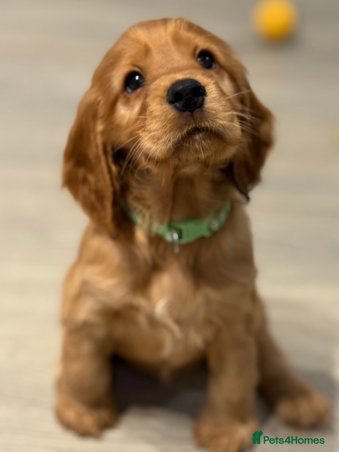 Cocker Spaniel dogs for sale: Show Type Cocker Spaniels - Image 9
