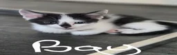Mixed Breed cats for sale: 🐾 Beautiful Kittens Ready for New Homes 🐾 - Advert 3