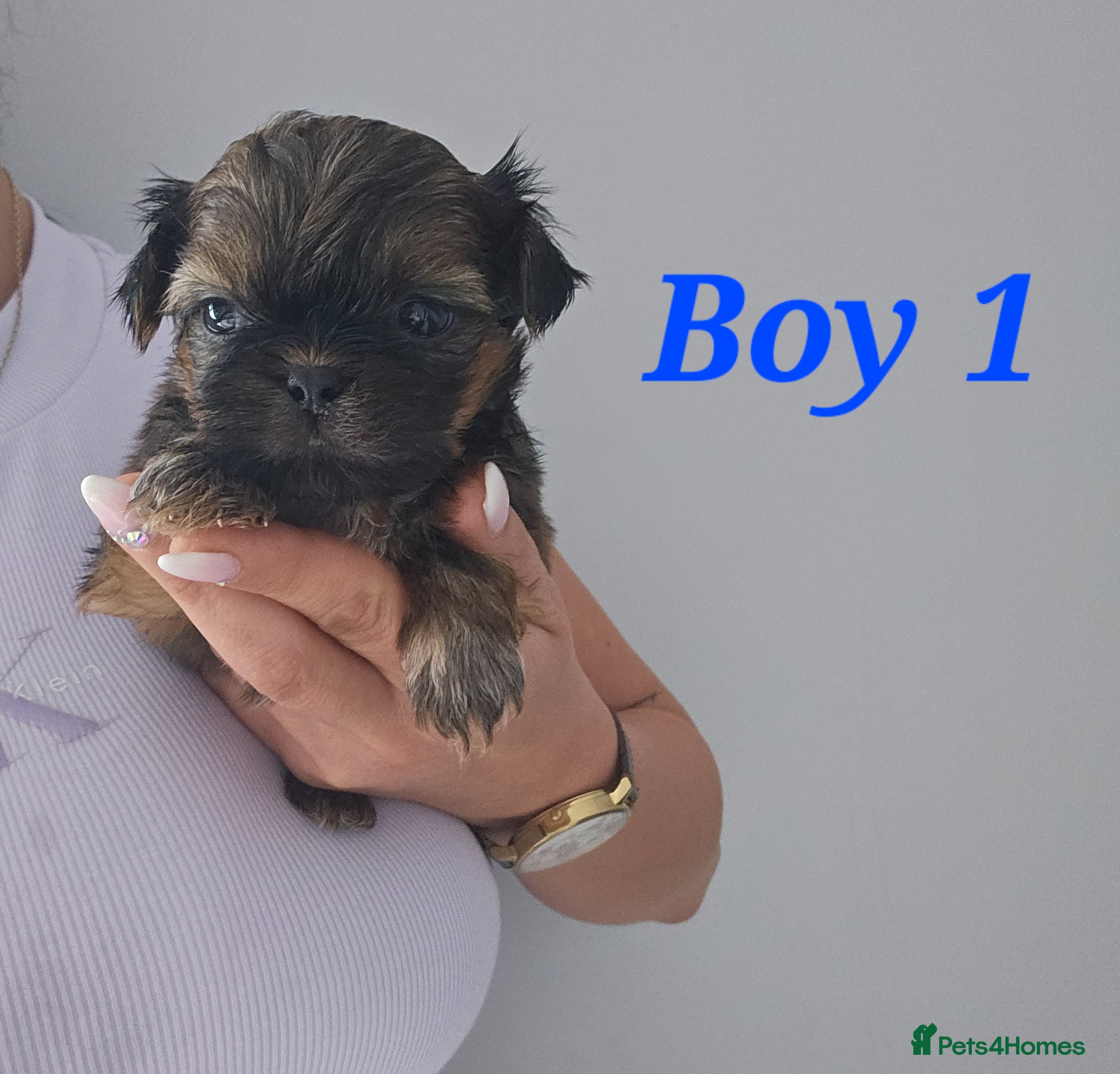 Shih Tzu dogs Lovely Imperial  SHIH TZU for sale💓🤎 - Advert 2