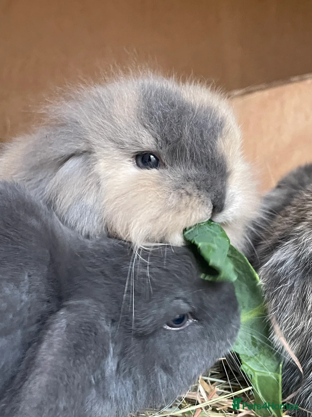 Mini Lop rabbits for sale: Mini lop babies  - Advert 2