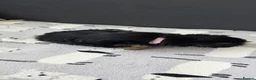 Yorkshire Terrier dogs for sale:  5- Adorable Yorkshire Terrier Puppies  - Advert 18