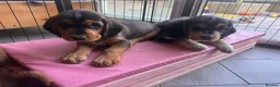 Cockerdor dogs for sale: Beautifully marked Cockerdor puppies - Advert 20