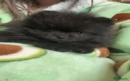 Pomeranian dogs for sale: Stunning KC reg Pomeranians  - Image 21