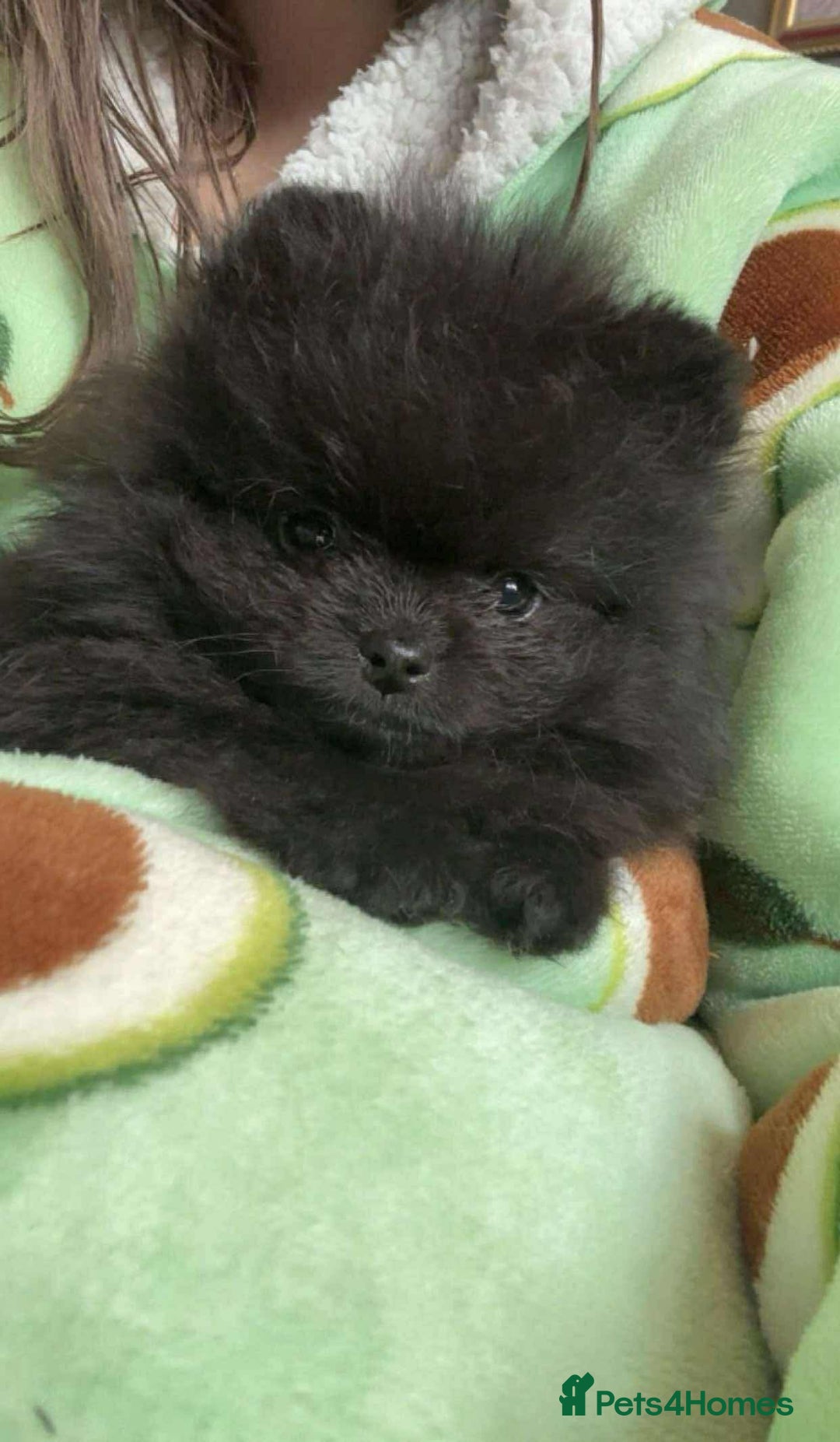 Pomeranian dogs for sale: Stunning KC reg Pomeranians  - Image 21