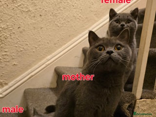 British Shorthair cats Adorable British Shorthair Kittens - Advert 2