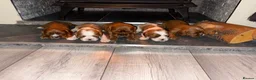 Cavalier King Charles Spaniel dogs for sale: Only 2 boys available 💙King Charles puppies  - Advert 3