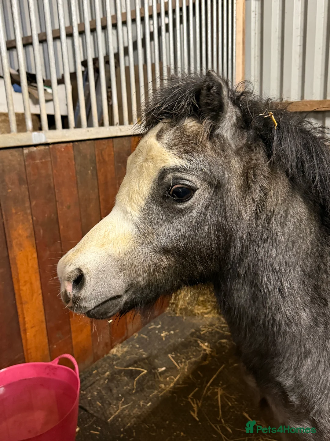 Welsh Section A horses for sale: Showstopping colt - A rosette machine !! - Advert 6