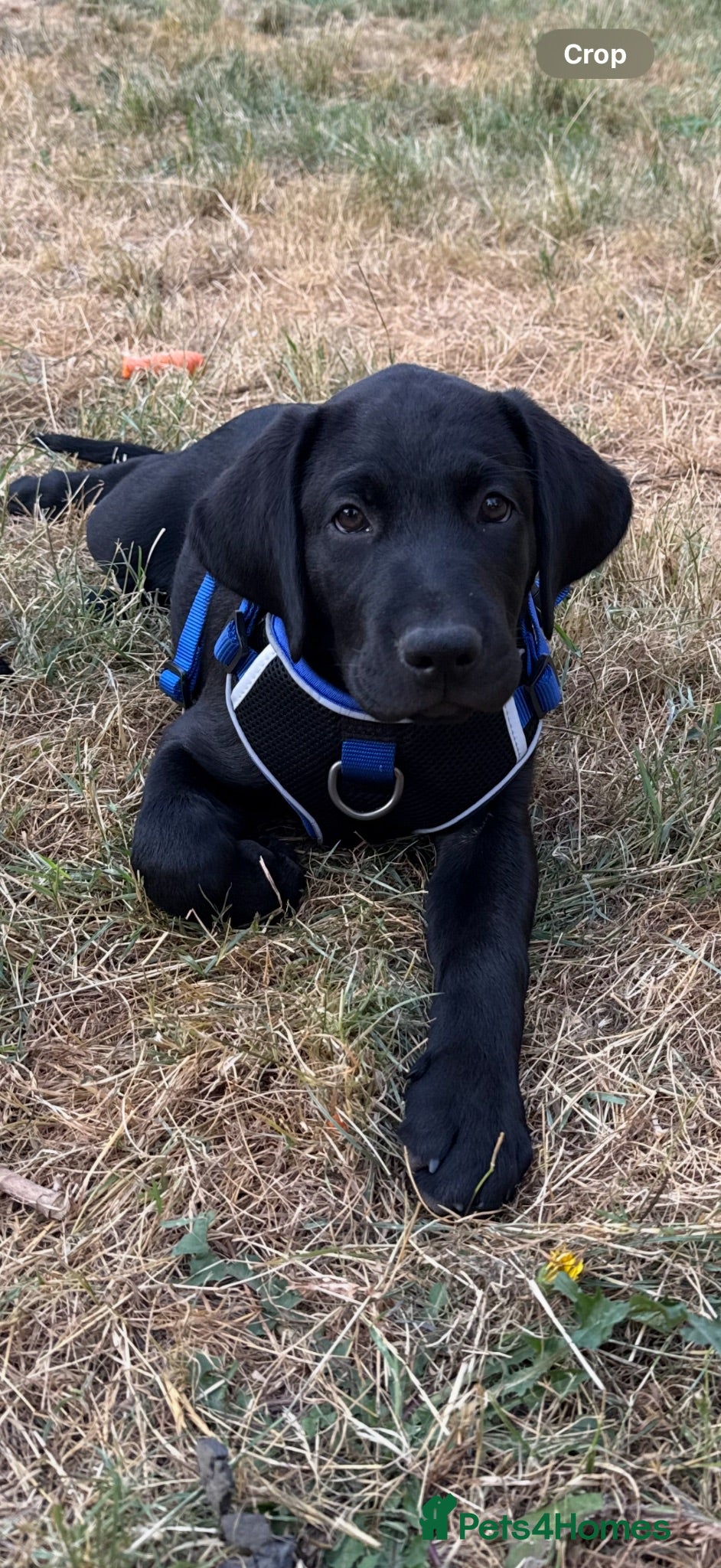 Labrador Retriever dogs Ready Now - Gorgeous Black Labrador Puppies  - Advert 1