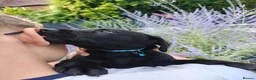 Labrador Retriever dogs for sale: Beautiful Black Labrador Boys Ready Soon - Advert 13