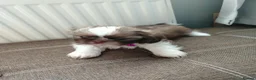 Shih Tzu dogs for sale: Beautiful imperial shih tzu  - Advert 10