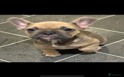 French Bulldog dogs for sale: REDUCED FRENCH BULLDOGS - Advert 4