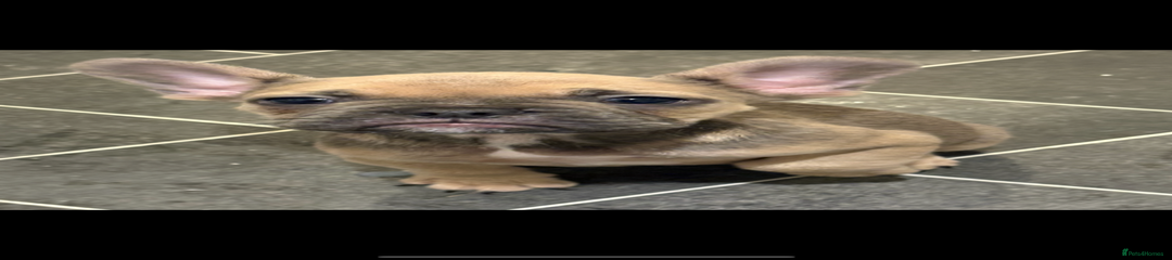 French Bulldog Puppy 1