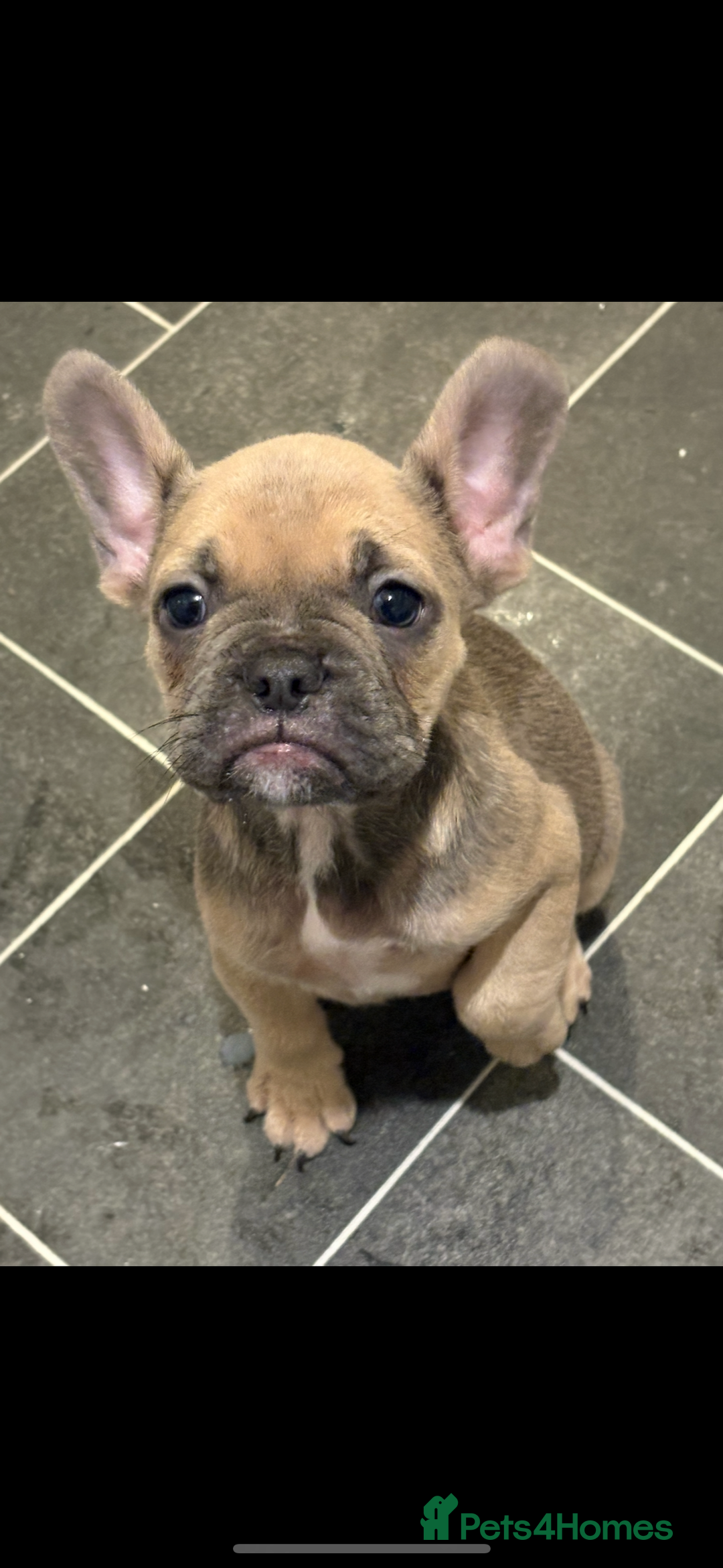 French Bulldog dogs for sale: REDUCED FRENCH BULLDOGS - Advert 4