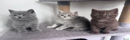 Scottish Fold cats for sale: British shorthair and Scottish straight mix  - Advert 38