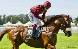 Irish Thoroughbred horses for sale: Project horse previously backed from KODIAC line - Image 11