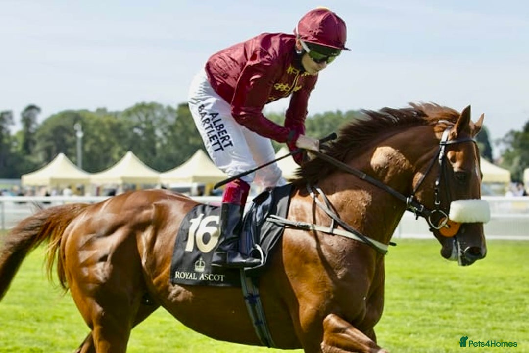 Irish Thoroughbred horses for sale: Project horse previously backed from KODIAC line - Image 11