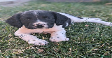English Springer Spaniel dogs - Advert 7