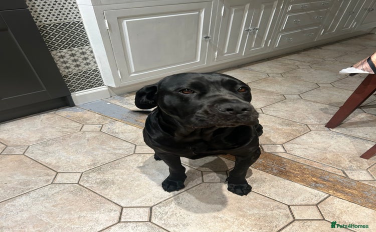 Cane Corso dogs - Advert 1